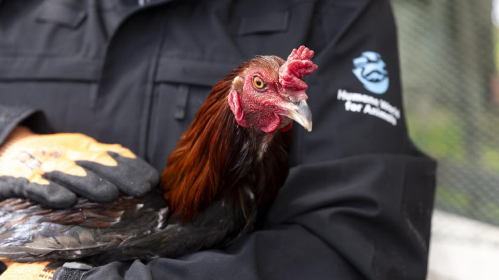 Birds euthanized following seizure from suspected Wisconsin cockfighting ring