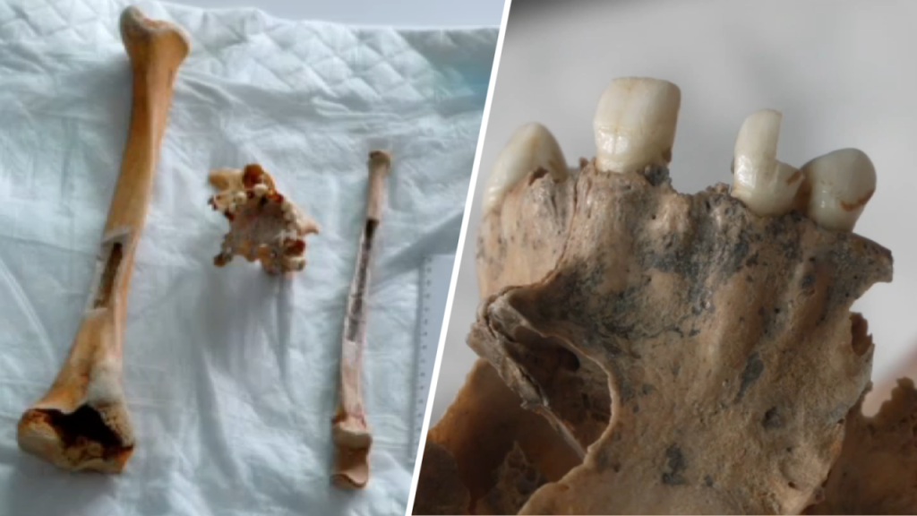 Human Bones Found Along Jersey Shore Linked to 1844 Maritime Disaster