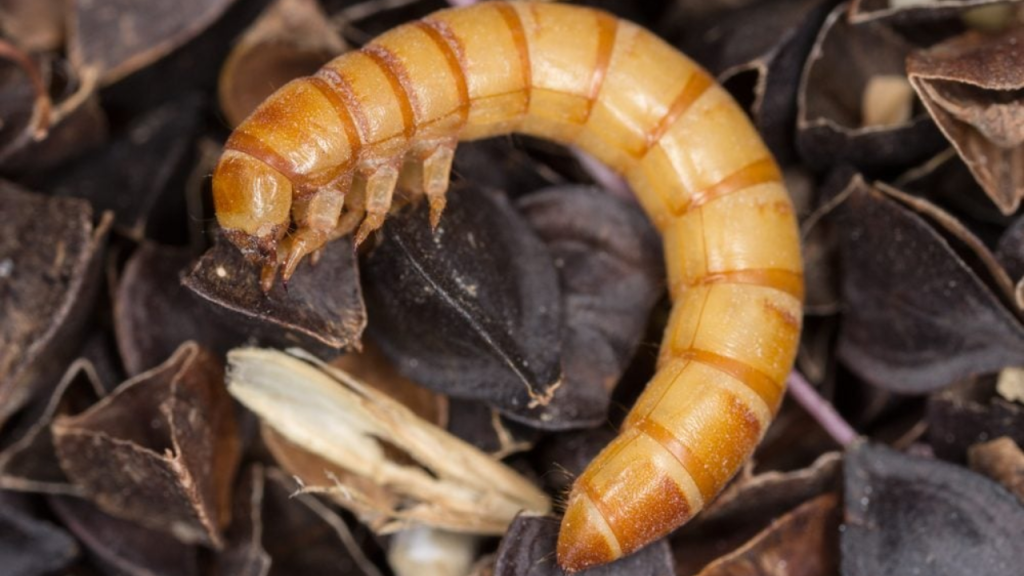 You’re Probably Eating Bugs: 13 Everyday Wisconsin Foods That Legally Contain Insects!