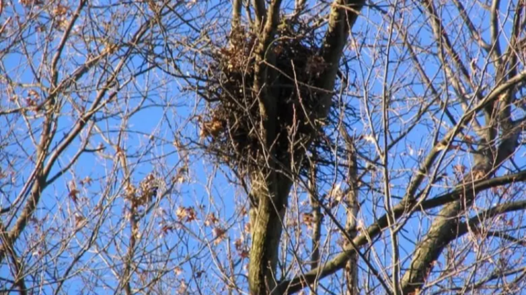 That Ball Of Leaves In New York Trees Isn’t a Bird’s Nest
