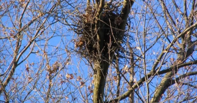 That Ball Of Leaves In New York Trees Isn’t a Bird’s Nest