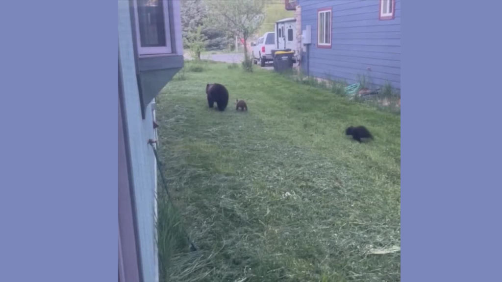 Bear seen wandering Through Backyards In Arapahoe County Neighborhood