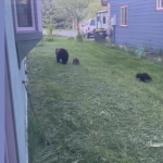 Bear seen wandering Through Backyards In Arapahoe County Neighborhood