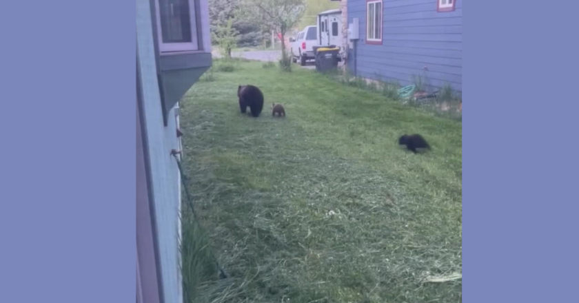 Bear seen wandering Through Backyards In Arapahoe County Neighborhood