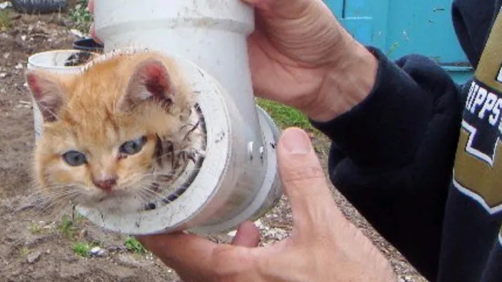 Kitten Saved After 18-Hour Ordeal Trapped Inside Underground Pipe in Bay Shore