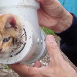 Kitten Saved After 18-Hour Ordeal Trapped Inside Underground Pipe in Bay Shore