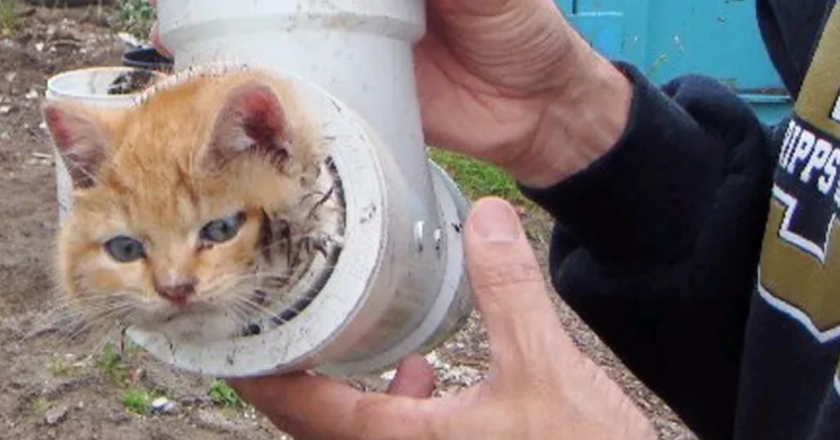 Kitten Saved After 18-Hour Ordeal Trapped Inside Underground Pipe in Bay Shore